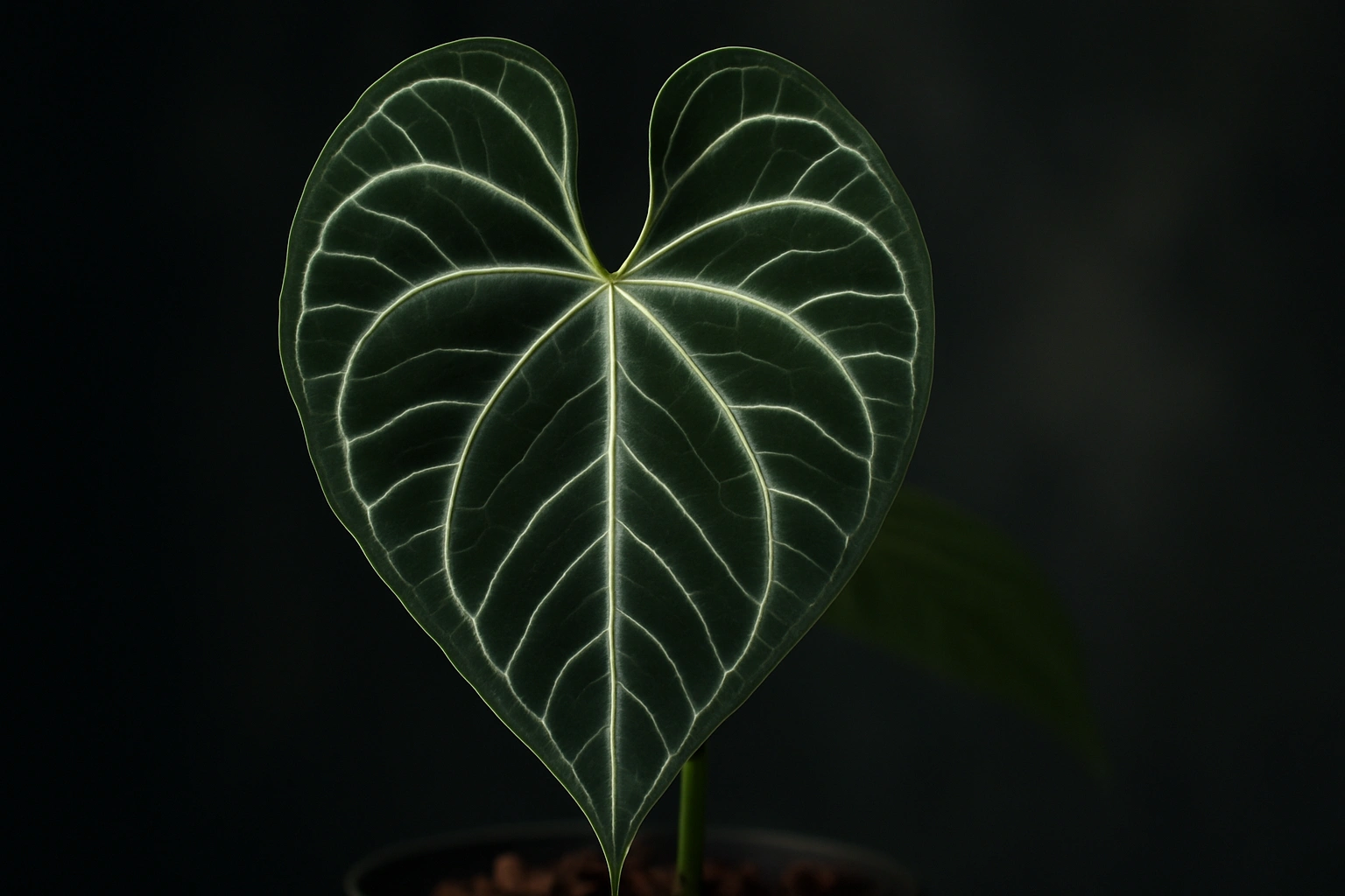 A breeding grade anthurium showcasing exceptional phenotype selection with a deep, open sinus and striking silver venation.