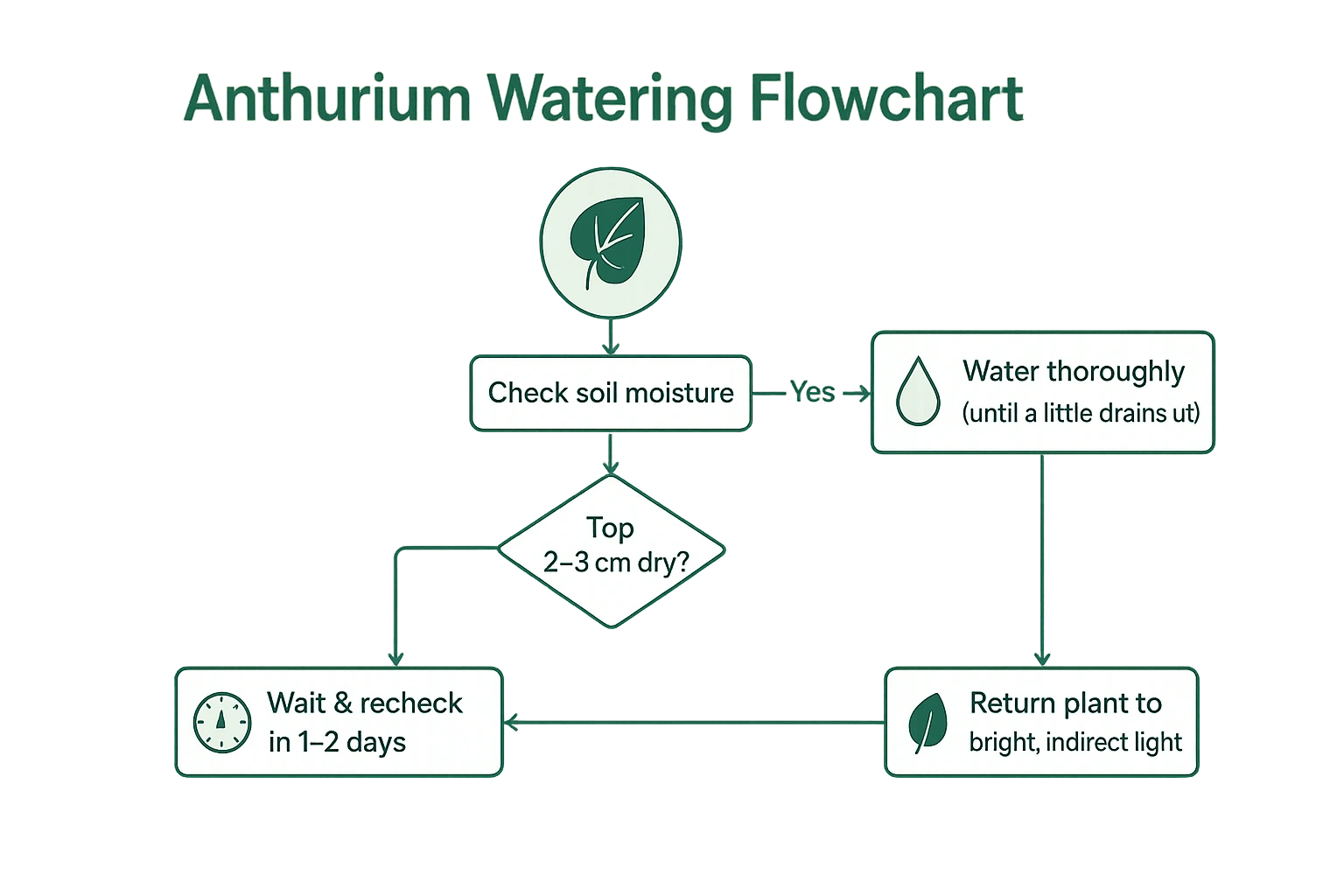 Flowchart diagram for Anthurium watering check soil, if dry then water, if not wait.