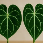 Close-up comparison of two Anthurium leaves: the broad-leaved clarinervium and the more elongated crystallinum, contrasting white veins, soft neutral background, indirect light.