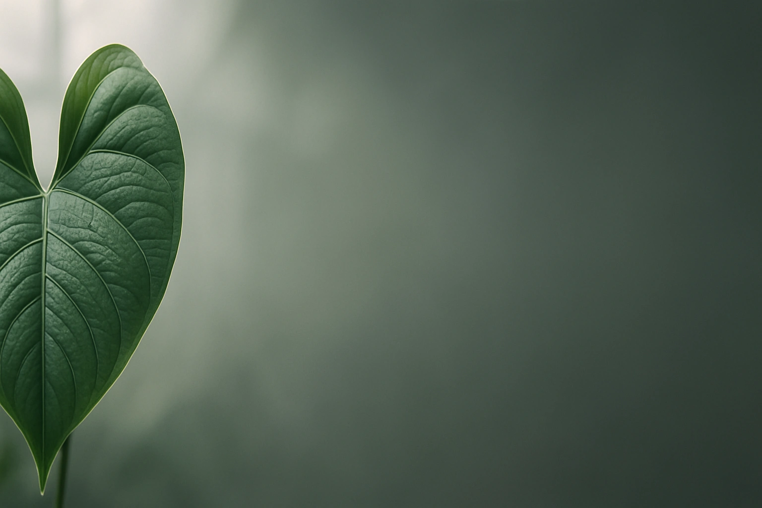 Close-up of a healthy houseplant leaf under soft greenhouse light, clean bokeh.