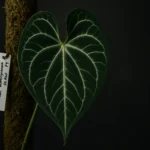 Hero thumbnail of breeding grade anthuriums showing tagged specimen with documented cross and exceptional venation.